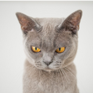 sad cat